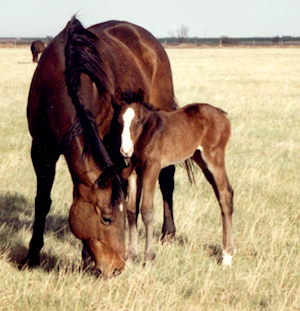Easy Secret Sue and her 1998 filly, Secret Beduino, by Behold A Beduino.