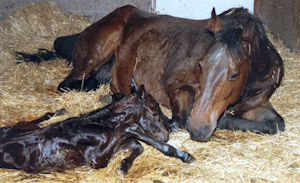 Newborn foal