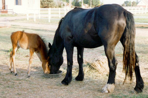 Quarter Horse foal and Percheron mare